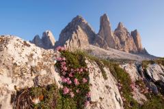 1570203414-flowers-on-hillside