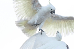 photoholgic-ibFsGPepWSc-unsplash